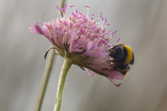 Abejorro (bombus) durmiendo sobre flor de Knautia arvensis, Fuente de Mariola, Espa&ntilde;a