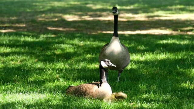 family of canadian geese on grass father goose stands looking out for danger mother sits near small cubs chicks offspring care protection