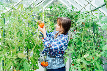 Young smiling woman picking ripe red big beef tomato in green house farm. Harvest of tomatoes. Urban farming lifestyle. Growing organic vegetables in garden. The concept of food self-sufficiency.