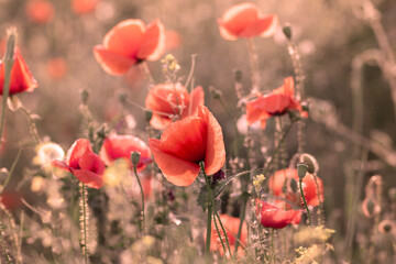 Beautiful red, wild poppies in the field in mild sunset light