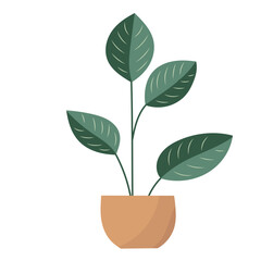 plant in a pot, on a white background in a flat style, isolated vector