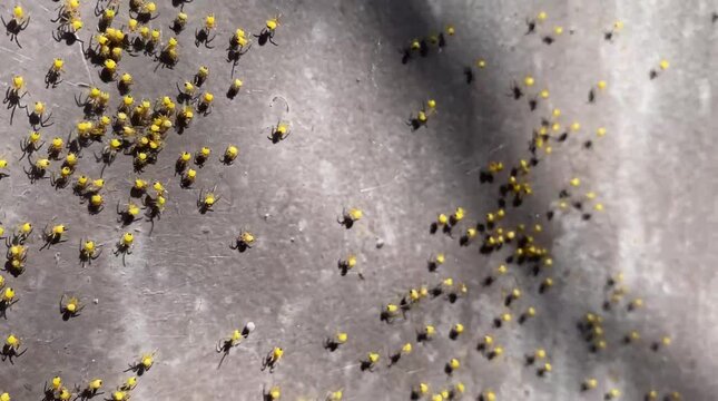 Cluster of baby spiders on the wall, many tiny younglings creatures, summer daylight