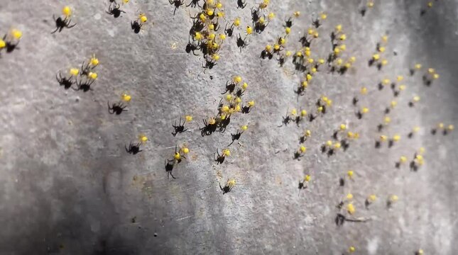 Cluster of baby spiders on the wall, many tiny younglings creatures, summer daylight