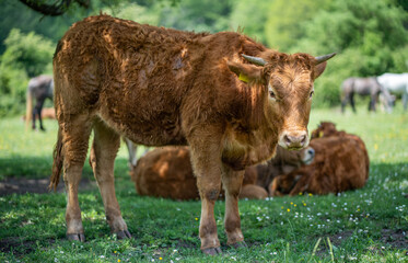 Naklejka na ściany i meble cow and calf