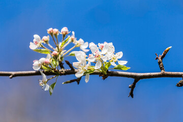 closeup of blossom on pear tree