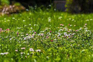 meadow with white daisies