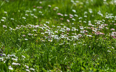 meadow with white daisies