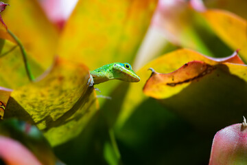 Martinique anole (Anolis roquet) or savannah anole close up portrait. It is endemic to the french island of Martinique, located in the Caribbean Lesser Antilles. Very colorful camouflaged reptile. 