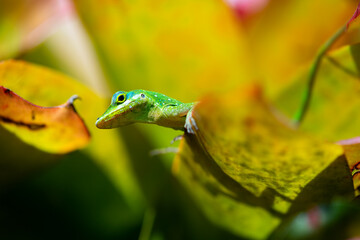 Martinique anole (Anolis roquet) or savannah anole close up portrait. It is endemic to the french island of Martinique, located in the Caribbean Lesser Antilles. Very colorful camouflaged reptile. 