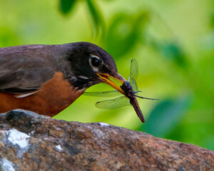 American Robin Photo and Image.  Head close-up side view, standing on a rock eating a dragonfly with green background in its environment.