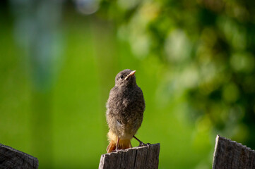 Ciekawość młodego podlota