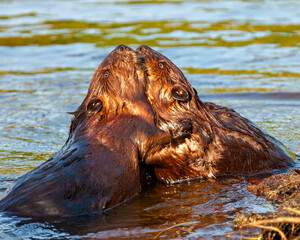 Beaver Photo and Image.  Couple close-up view hugging and enjoying their environment and habitat...