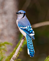 Blue Jay Photo and Image. Close-up rear view perched on a branch with a blur soft background in the forest environment displaying blue feather plumage wings.