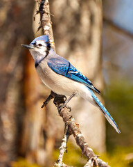 Blue Jay Photo and Image.  Side view perched on a tree branch with a forest blur background in its environment and habitat surrounding. Jay Picture.