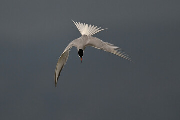 Common tern // Flussseeschwalbe (Sterna hirundo)