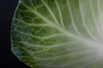 cabbage leaf in macro photography with its ramifications