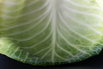 Fototapeta premium cabbage leaf in macro photography with its ramifications