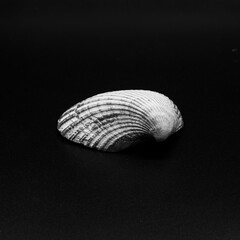 seashell on black