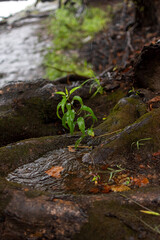 Naklejka na ściany i meble new growth in a puddle on a tree