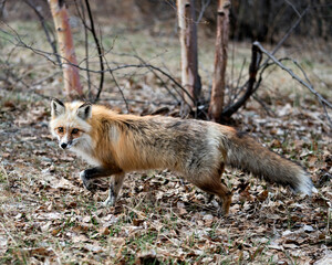 Red Fox Photo Stock. Unique fox close-up side view  in the spring season in its environment with blur background displaying white mark paws, unique face, fur, bushy tail.  Picture. Portrait.