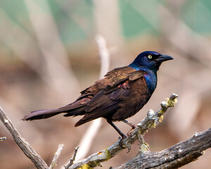 Common Grackle Image and Photo. Close-up side view perched on moss branch with blur background, displaying feathers fluffed in its environment.