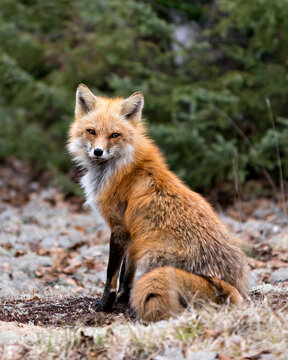 Red Fox Photo Stock. Fox Image. Sitting on white moss white a green background in the spring season displaying fox tail, fur, in its environment and habitat.