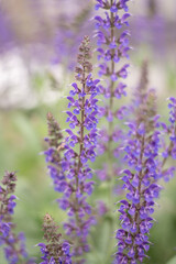 Obraz premium close up of lavender