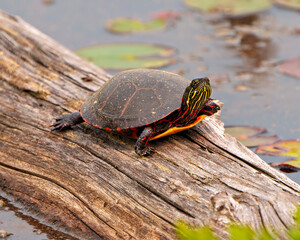 Painted Turtle Photo and Image.  resting on a log in the pond with lily water pad  and displaying its turtle shell, head, paws in its environment and habitat. Turtle Picture.