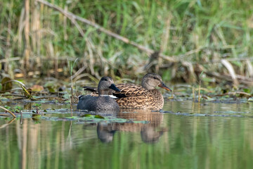 Gadwall or Mareca strepera observed in Gajoldaba in West Bengal, India
