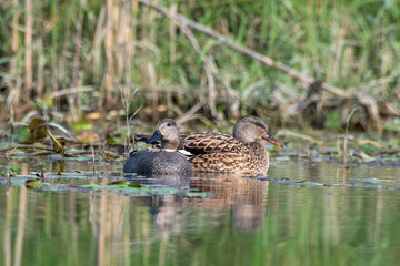 Gadwall or Mareca strepera observed in Gajoldaba in West Bengal, India