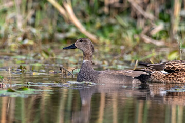 Gadwall or Mareca strepera observed in Gajoldaba in West Bengal, India