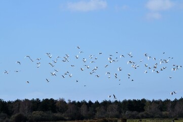 Vol de mouettes rieuses à têtes noires en Baie de Somme 