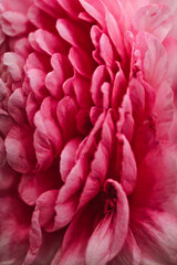 Pink flower closeup with selective focus, micro photography, Generative AI illustrations
