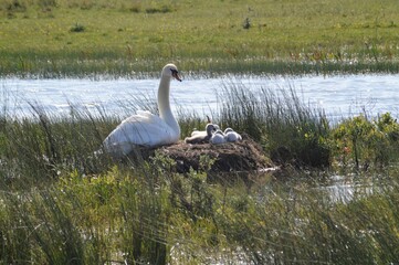 Naissance cigneaux à la Bassée en Baie de Somme
