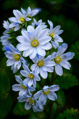Obraz na płótnie Canvas Bright and beautiful blue flowers, micro photography, Generative AI illustrations