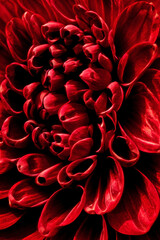 Red flower bloom, micro photography, Generative AI illustrations