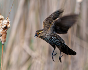 Red-Winged Blackbird Photo and Image.  Female close-up, flying with open wings with blur background in its environment and habitat surrounding.