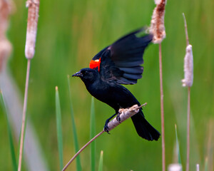 Red-Winged Blackbird Photo and Image.  Flying from a cattail with spread wings and insect in its beak with a green background.