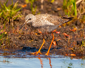 Common Sandpiper Photo and Image.  Sandpiper foraging for food in a marsh environment and habitat...