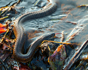 Snake Photo and Image. Common water snake crawling in the water in its environment and habitat surrounding.