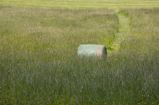 bottes de foin dans un pr&eacute;