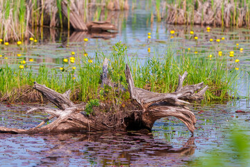 Stump Photo and Image.  Old wooden tree stump with the new growth germ on the stump in the water with lily pads in a marsh water.