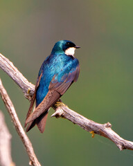 Swallow Photo and Image.  Rear view perched on a moss branch with colourful background in its environment and habitat.