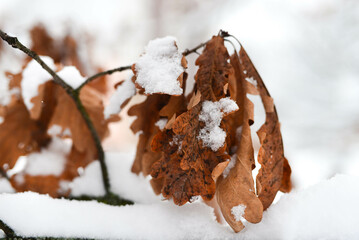 Orange leaves on the deciduous tree in the winter with a lot of snow background .