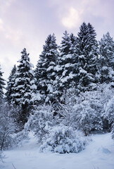 Winter forest covered by snow near city Liptovsky Mikulas.