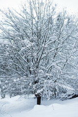 Fototapeta premium Winter forest covered by snow near city Liptovsky Mikulas.