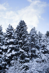 Winter forest covered by snow near city Liptovsky Mikulas.