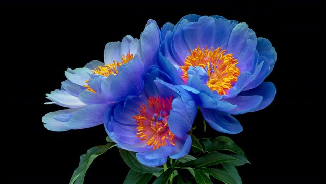 Beautiful blue peony flowers blooming on black background. Mothers Day concept. Holiday, love, birthday design backdrop