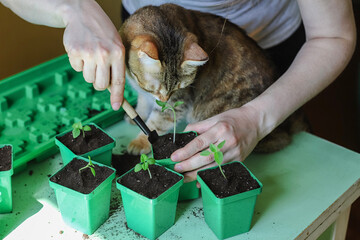 Human interaction with cats. Brown cat helps its person in repotting plants. Pricking out physalis. Gardening as a hobby