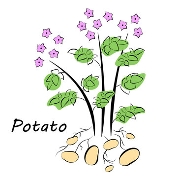 Potato bush with flowers and roots. Botanical illustration. Vector image in doodle style